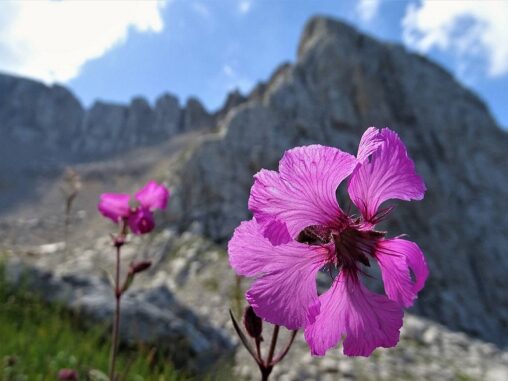 Valle Stretta — photo 6
